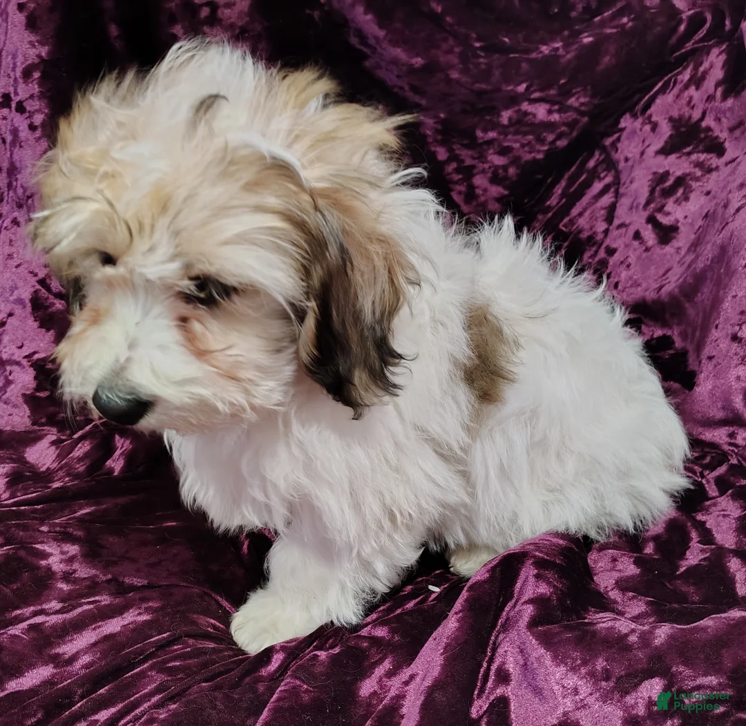 Yorkiepoo dogs for sale: Yorkiepoo Puppy 1 - Ad 2