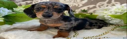 Miniature Dachshund dogs for sale: Elsie - Ad 1