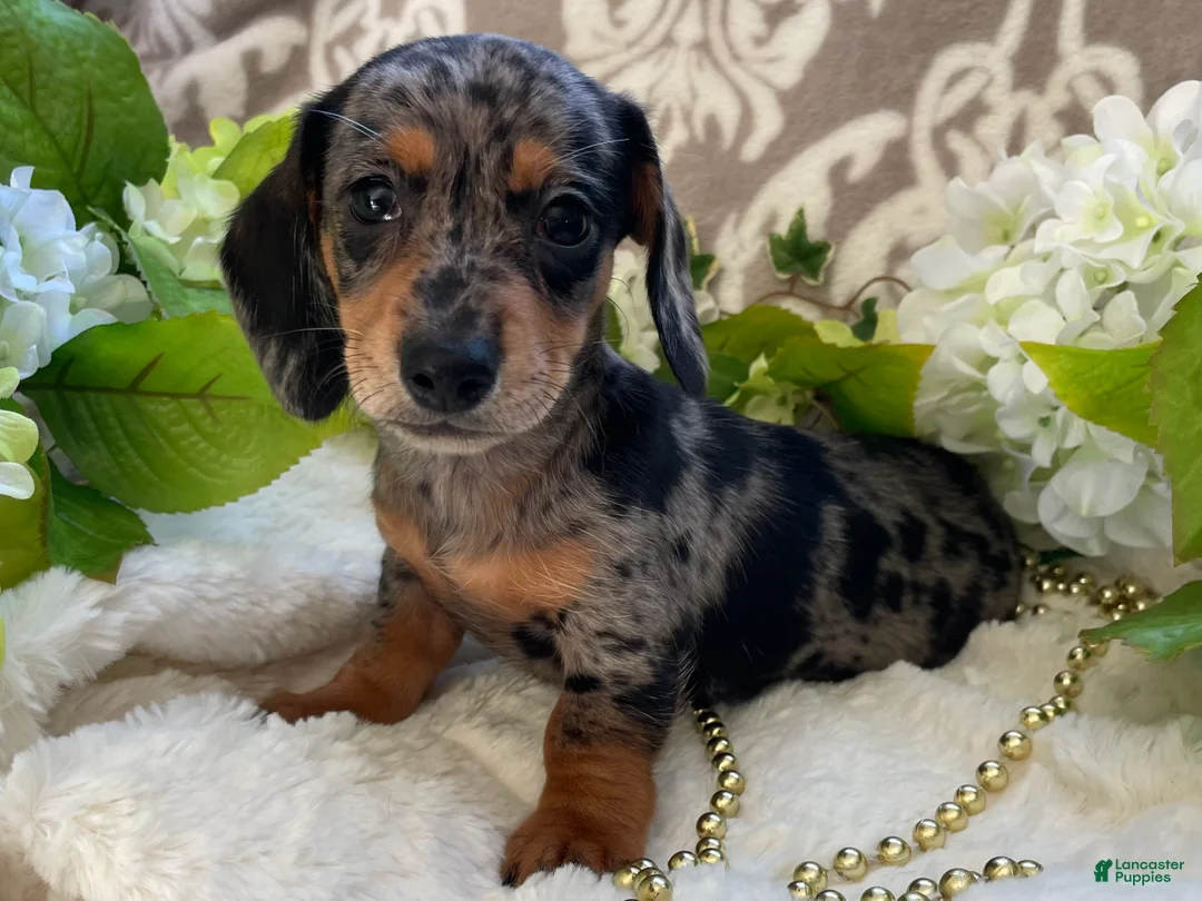 Miniature Dachshund dogs for sale: Elsie - Ad 1