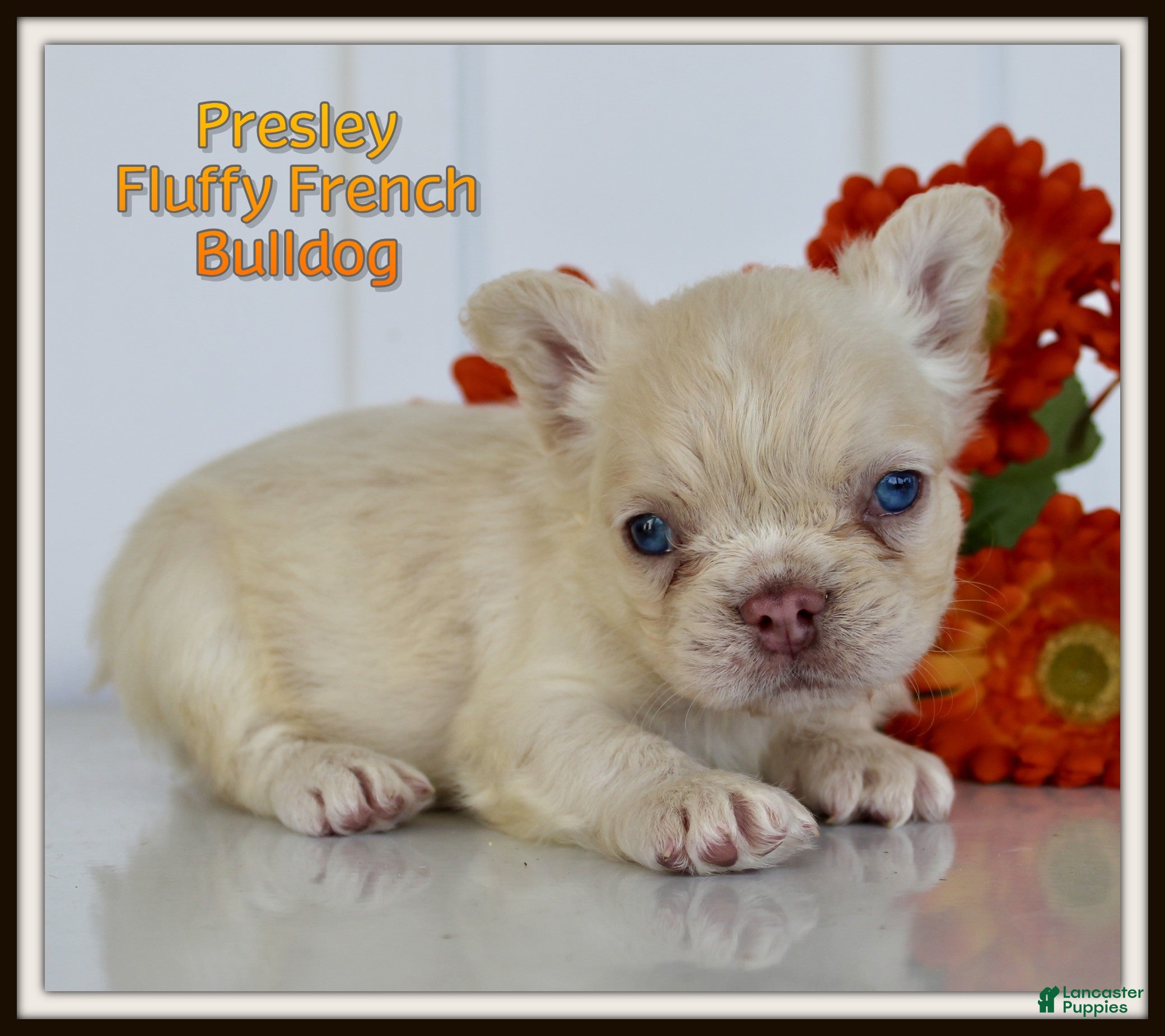 French Bulldog dogs Presley - Ad 1
