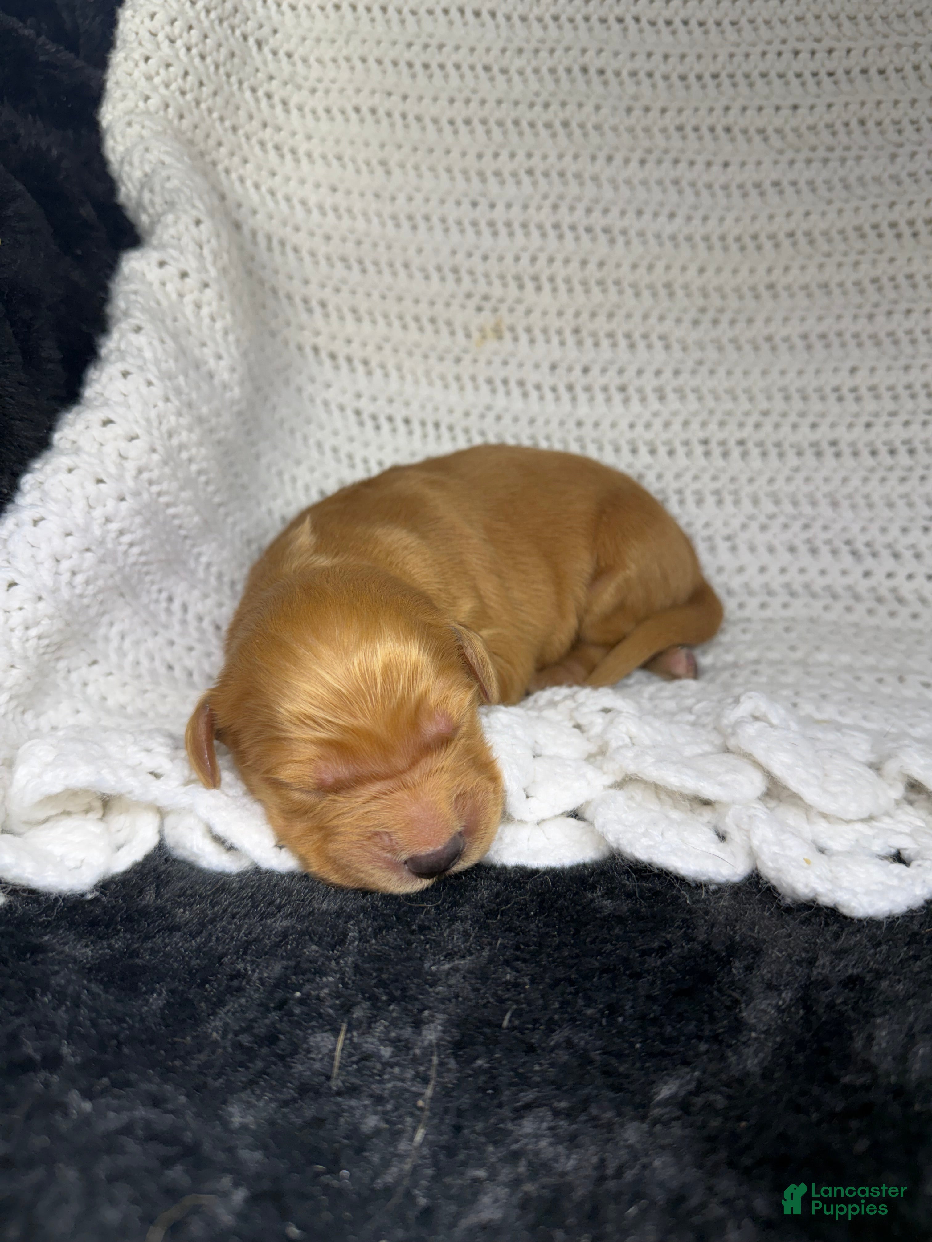 Golden Retriever dogs Golden Retriever Puppy 11 - Ad 39