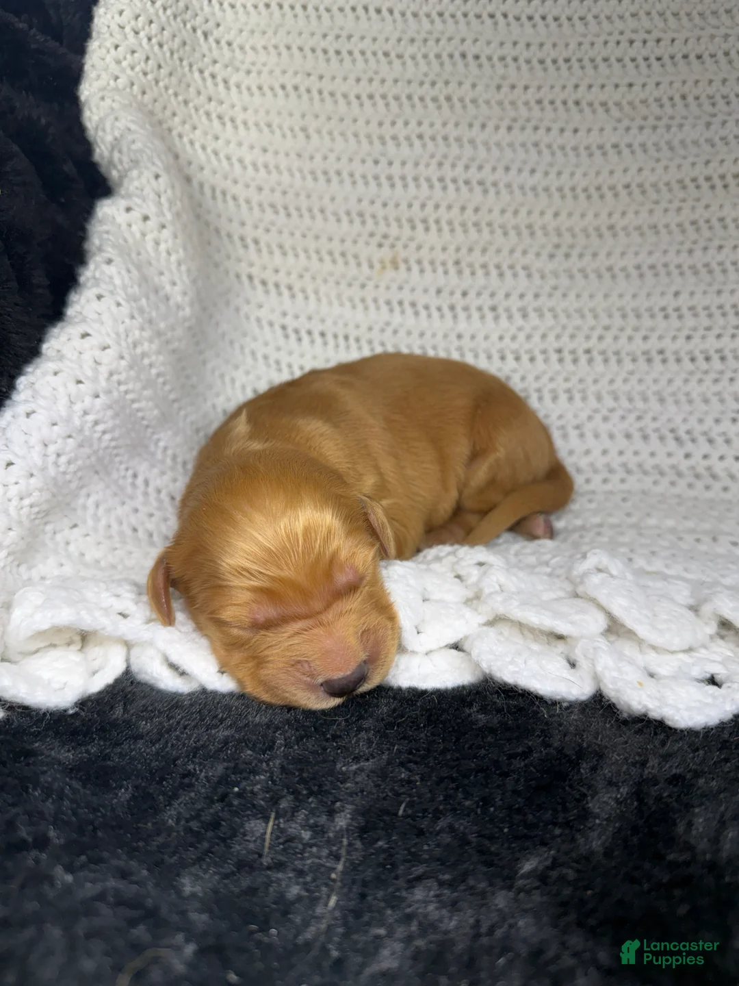 Golden Retriever dogs for sale: Golden Retriever Puppy 11 - Ad 1