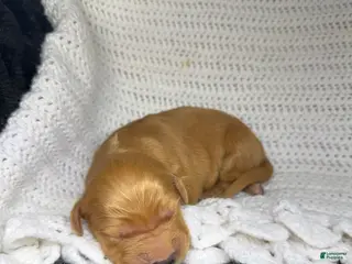 Golden Retriever dogs Golden Retriever Puppy 11 - Ad 39