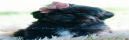 Shih Tzu dogs for sale: Luna - Ad 4