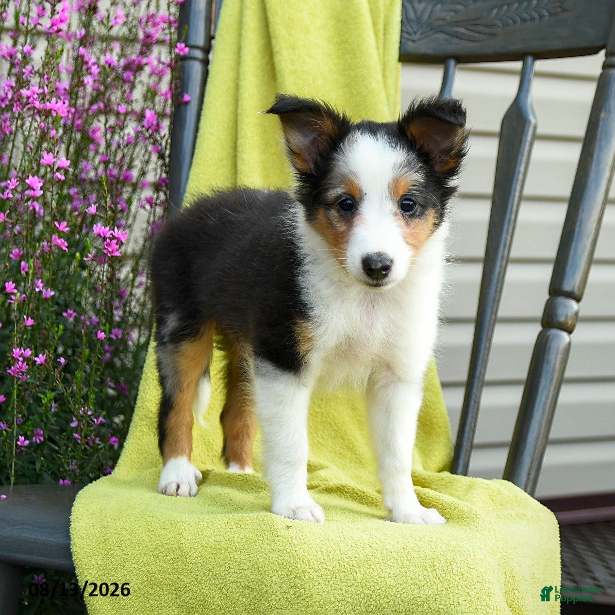 Shetland Sheepdog dogs Stevie - Ad 1