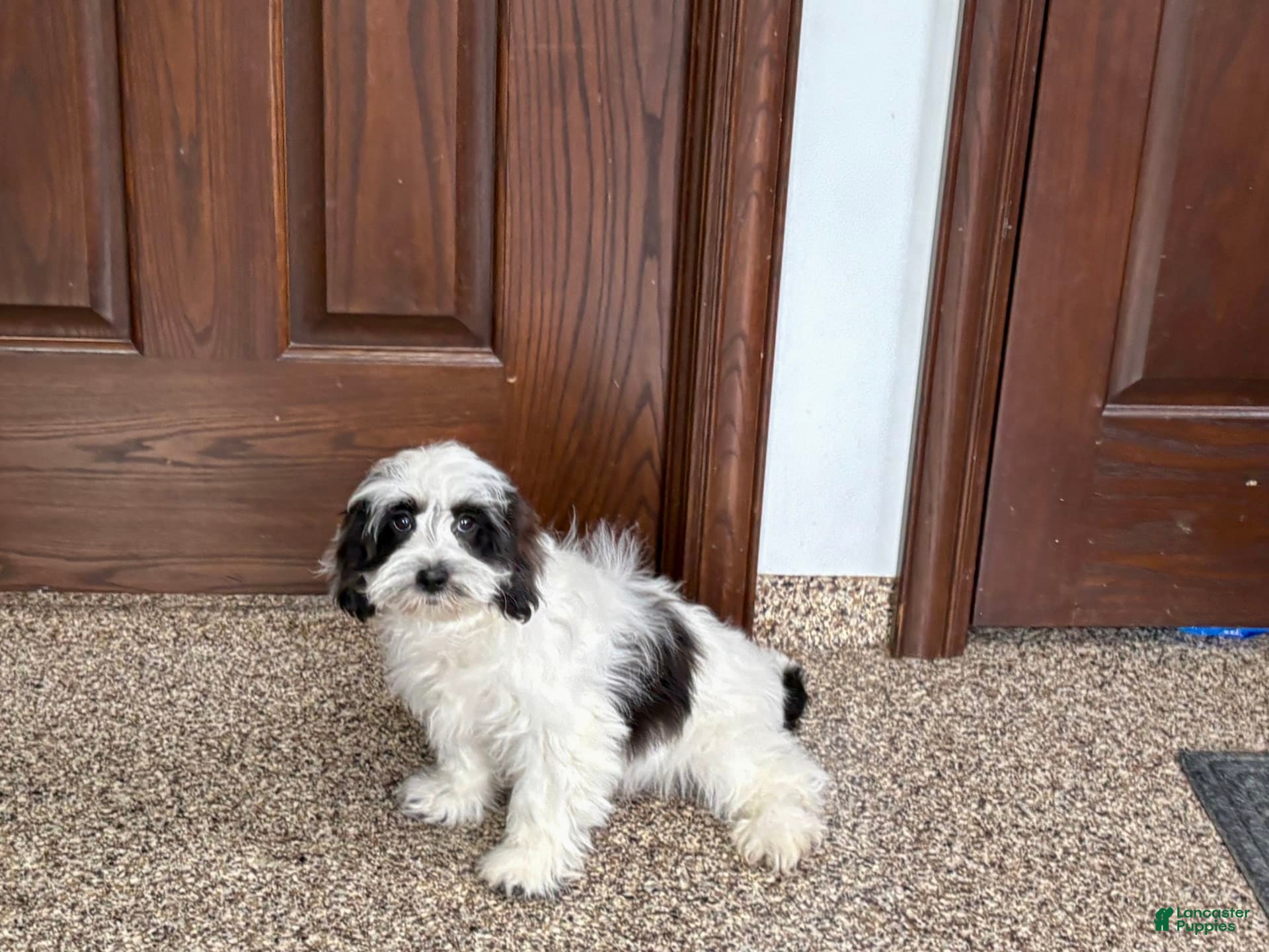 Mixed Breed dogs Katie - Ad 2