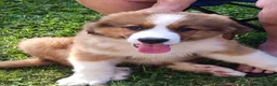 Mixed Breed dogs for sale: Marley - Ad 41