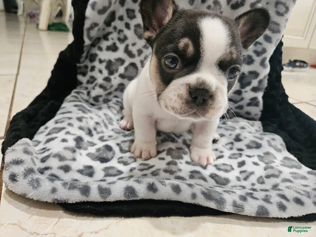 French Bulldog dogs for sale: Hades  - Ad 2