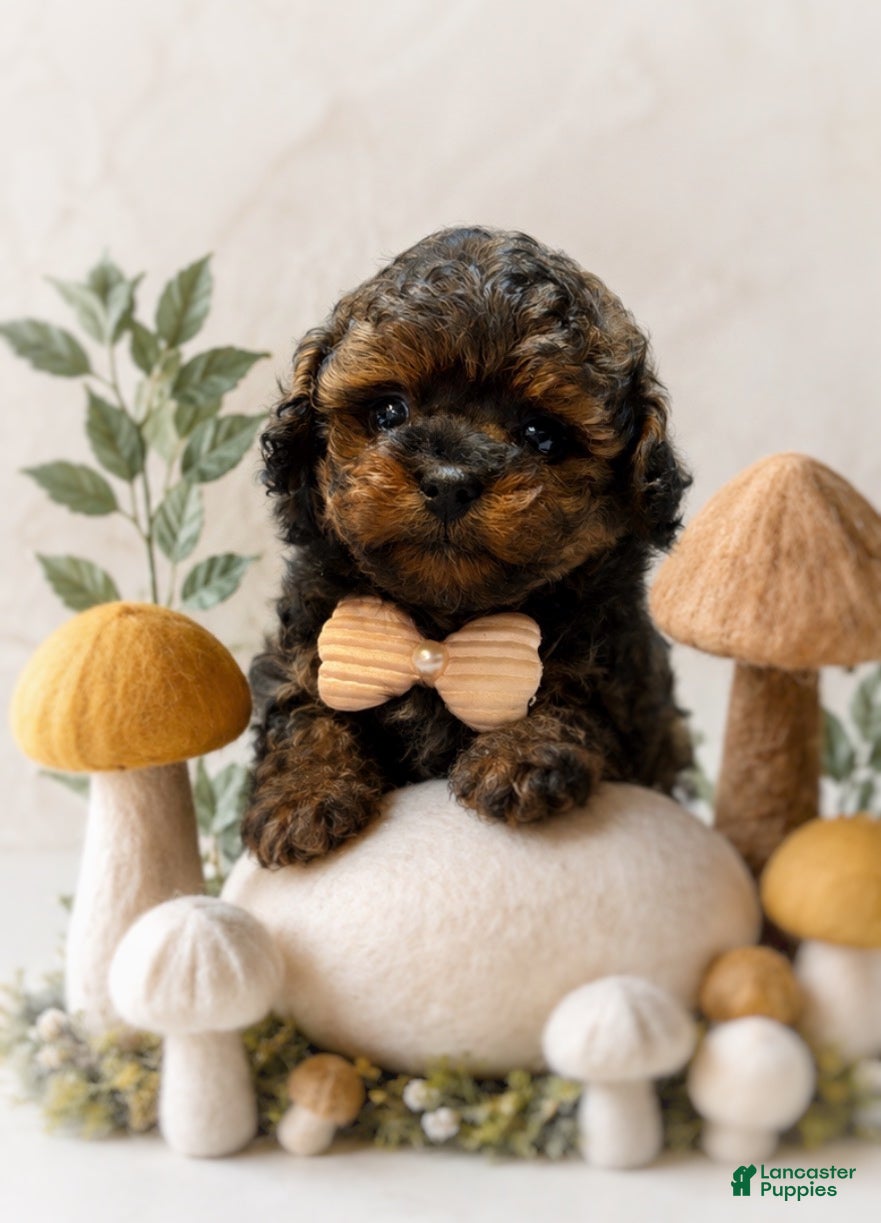 Shihpoo dogs Dexter - Ad 1