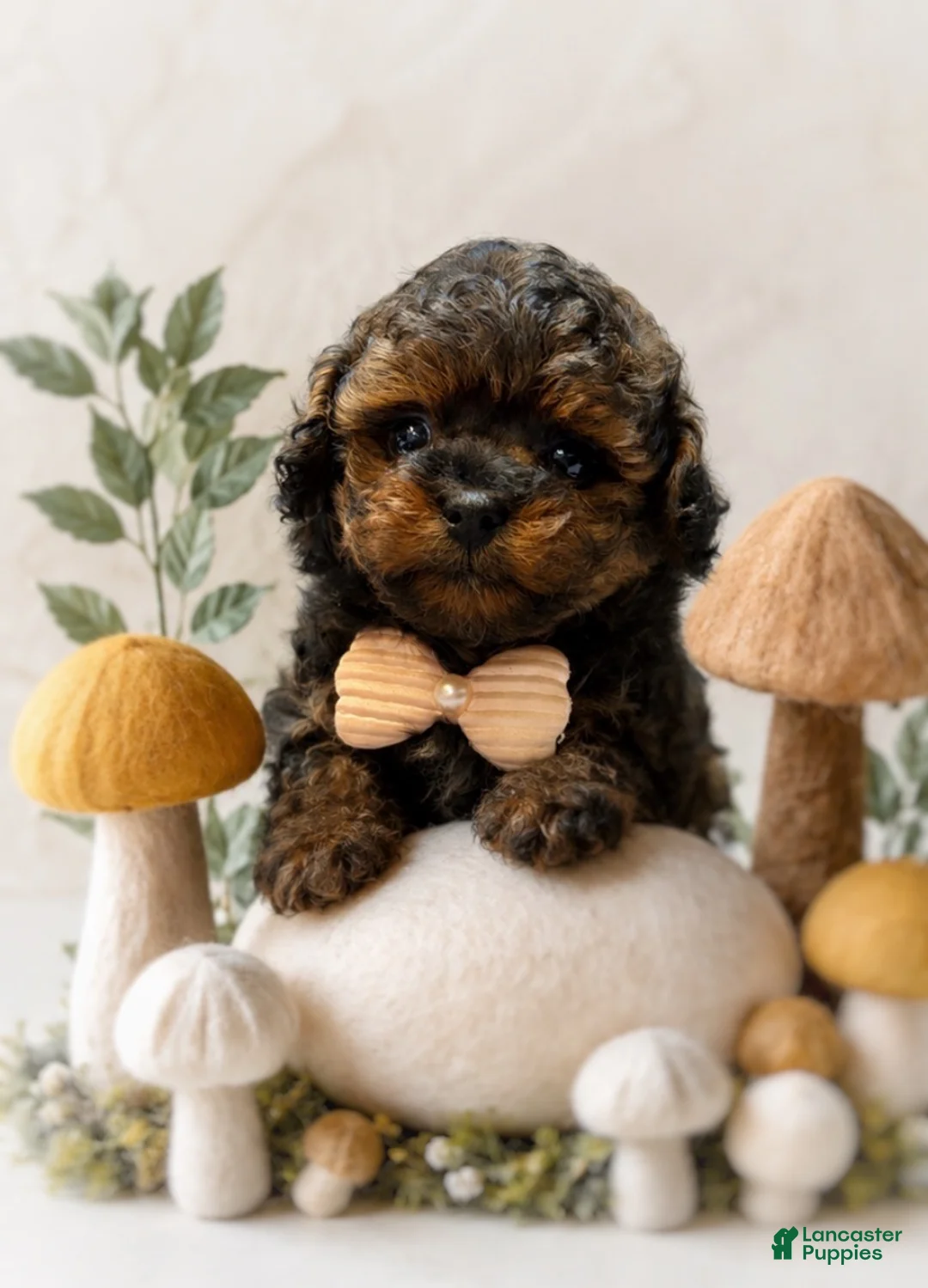 Shihpoo dogs for sale: Dexter - Ad 1