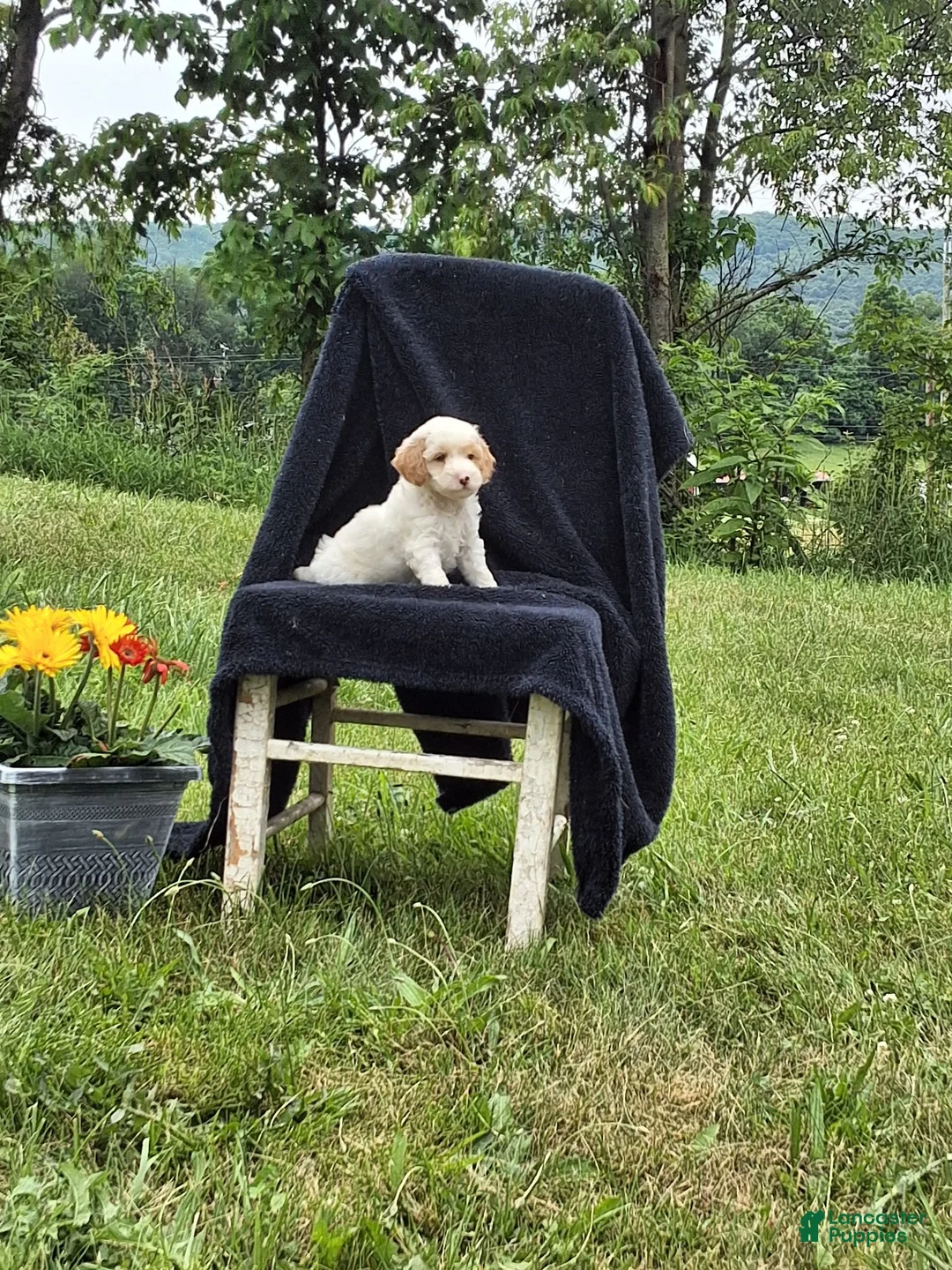 Miniature Poodle dogs for sale: Mack - Ad 1
