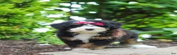 Mini Bernedoodle dogs for sale: Claire - Ad 6