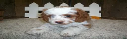 Cavapoo dogs for sale: Buzz - Ad 4