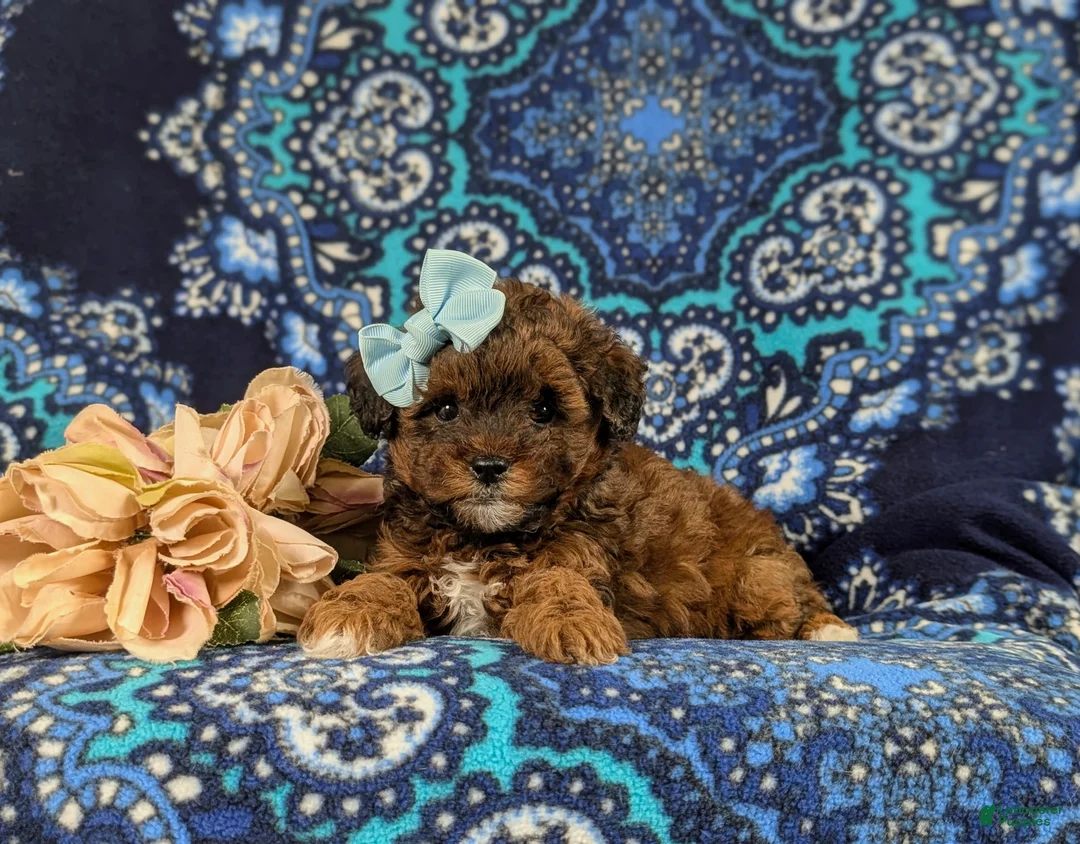 Lhasapoo dogs for sale: Kami Hypoallergenic - Ad 5