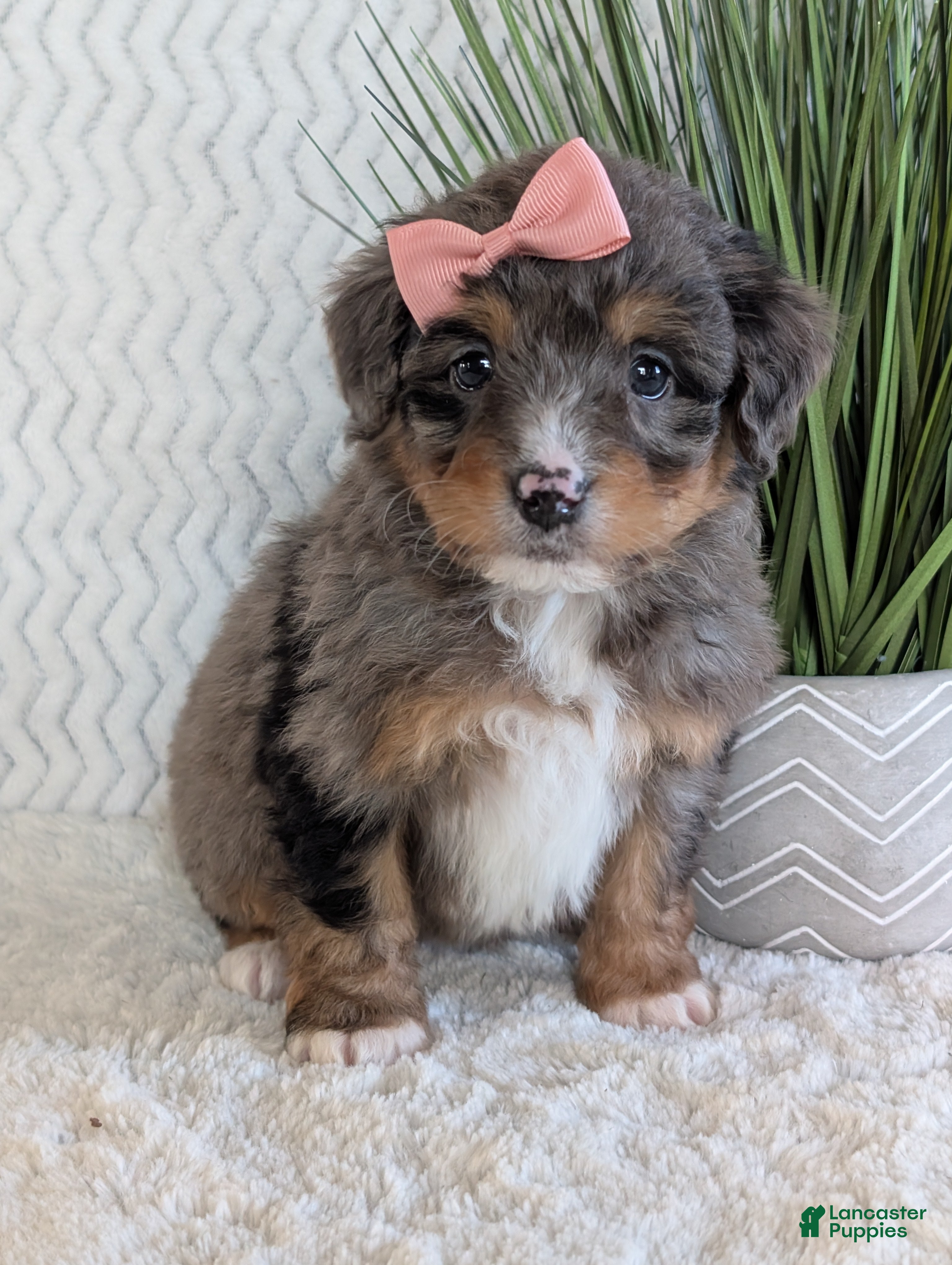 Mini Bernedoodle dogs Mini Skye  - Ad 2