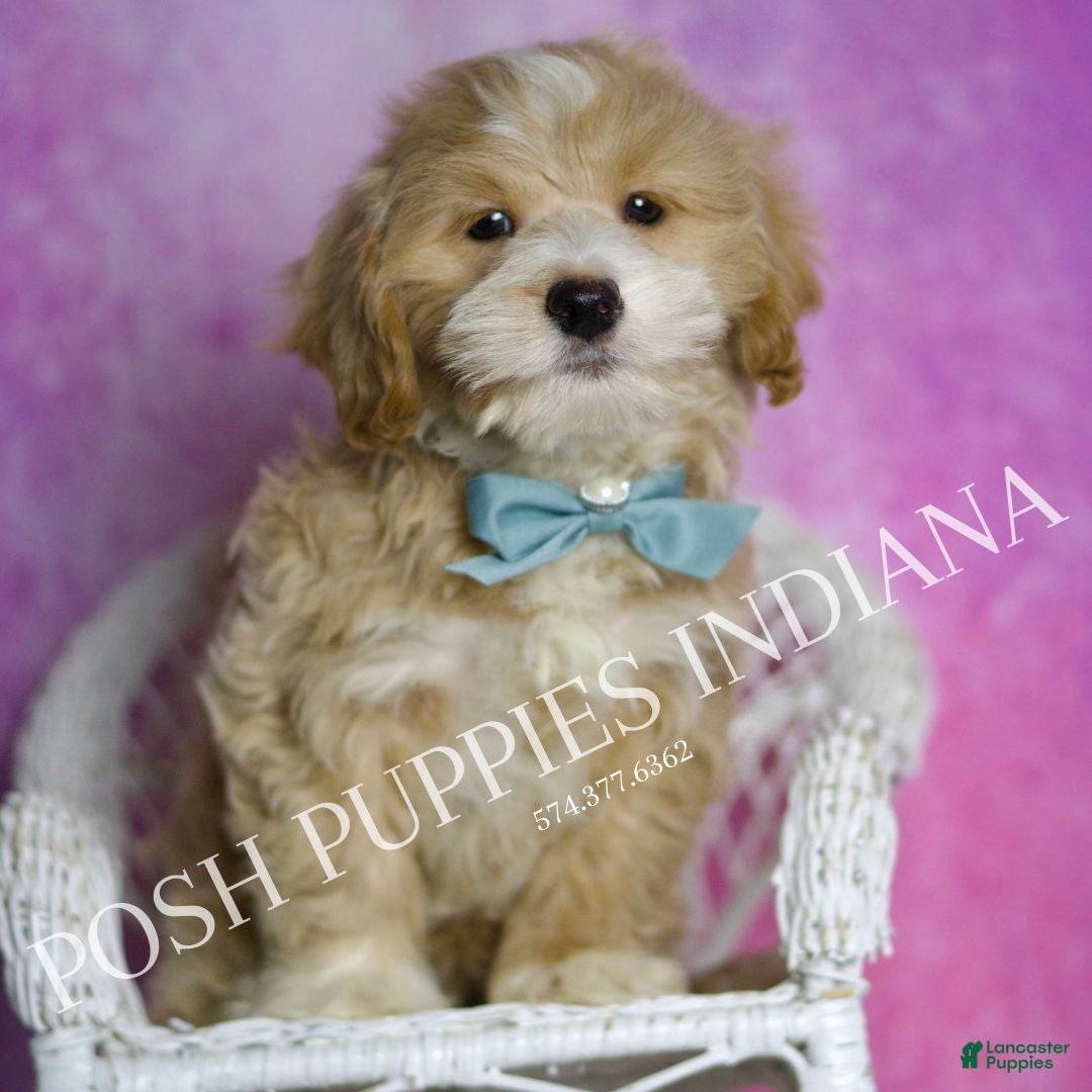 Maltipoo dogs for sale: Julian - Ad 5
