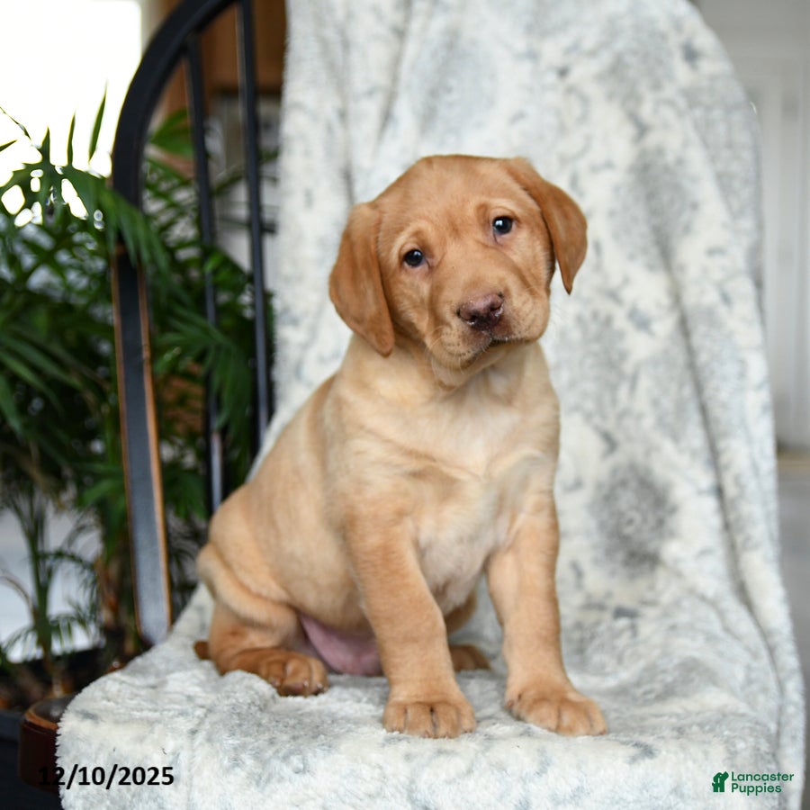 Labrador Retriever dogs Butterscotch - Ad 13