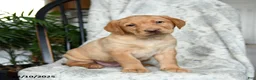 Labrador Retriever dogs for sale: Butterscotch - Ad 1