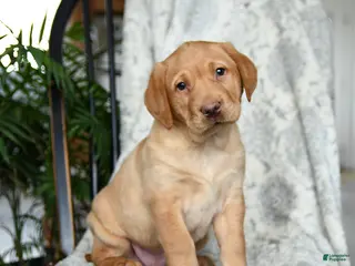 Labrador Retriever dogs for sale: Butterscotch - Ad 2
