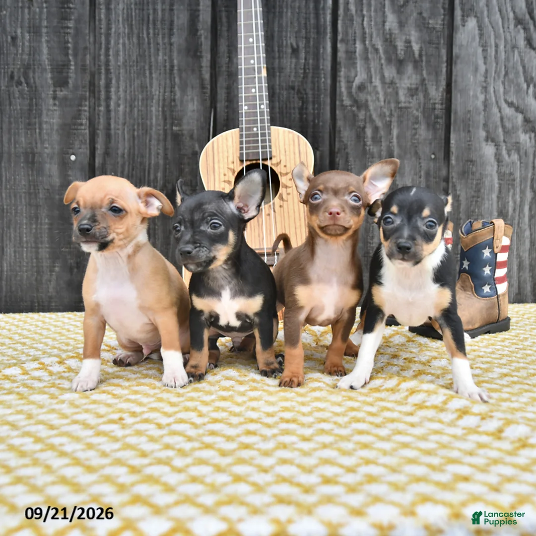 Chihuahua dogs for sale: Jester - Ad 5