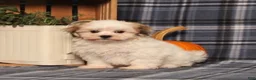 Teddy Bear dogs for sale: Flower - Ad 3