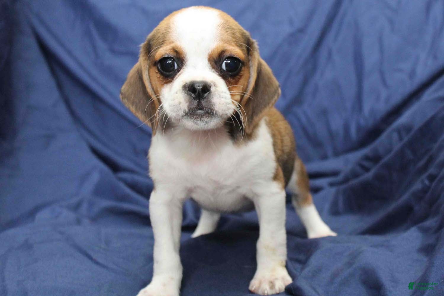 Puggle dogs Sky - Ad 16