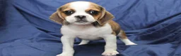 Puggle dogs for sale: Sky - Ad 1