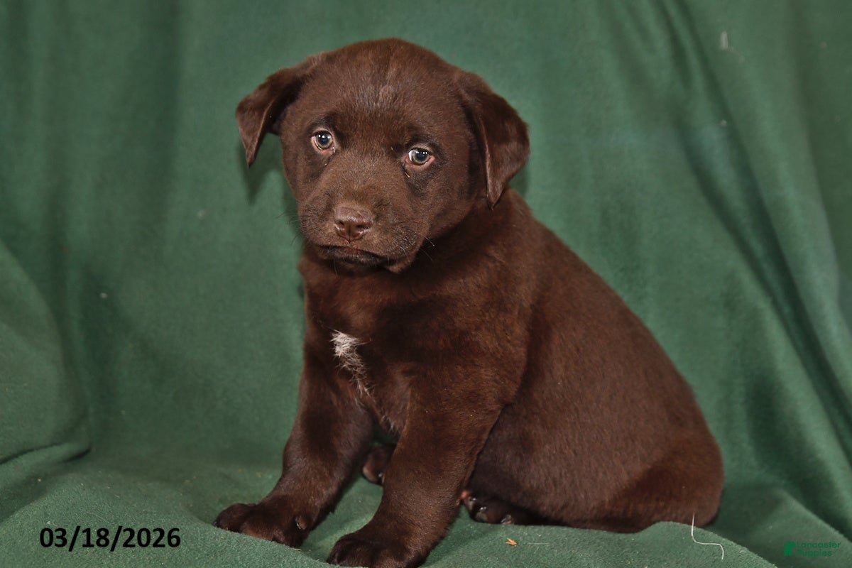 Mixed Breed dogs Cash - Ad 1