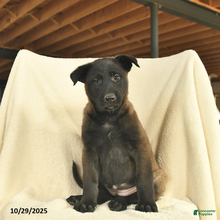 Belgian Malinois Puppies for sale in Binghamton, New York