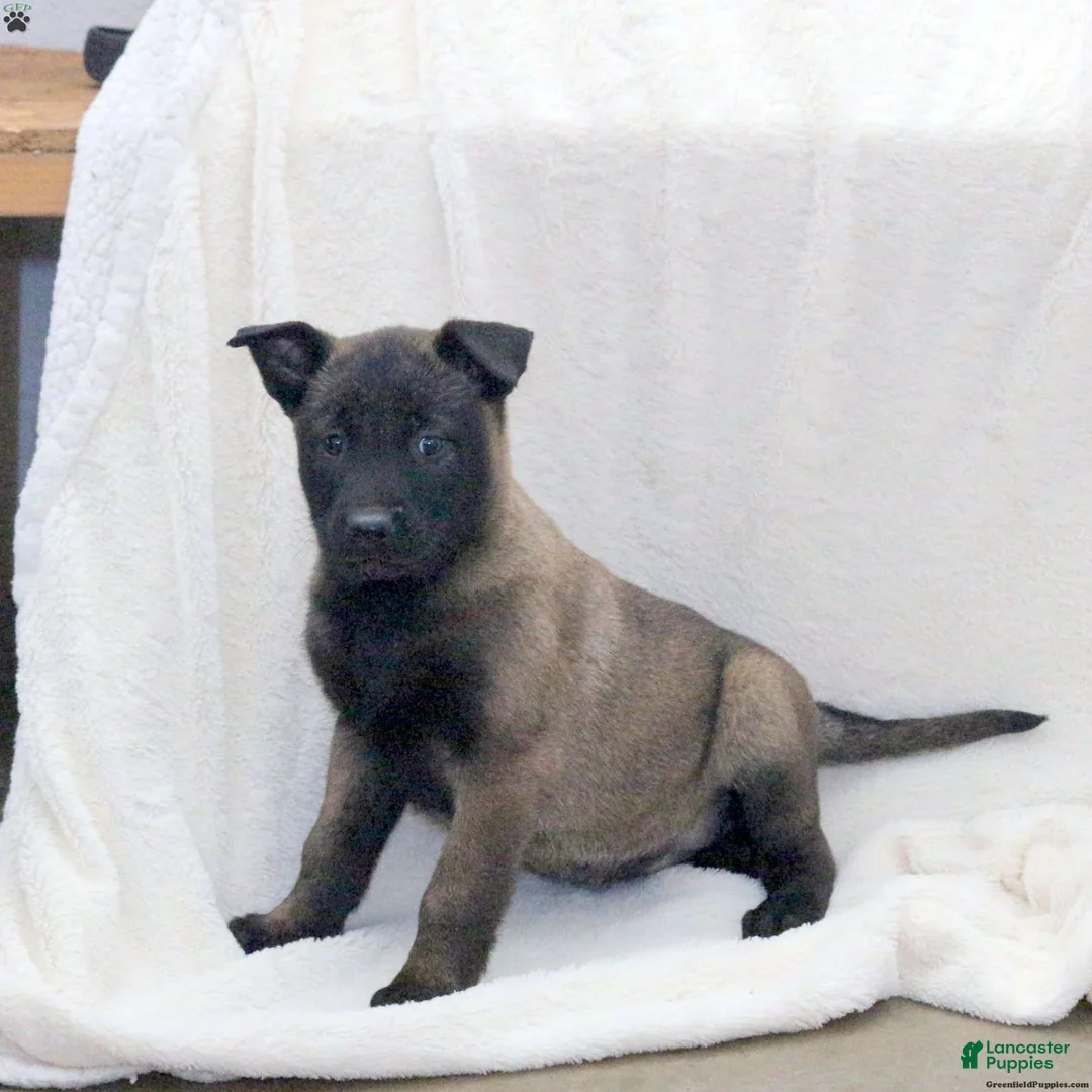 Belgian Malinois dogs for sale: Belgian Malinois Puppy 1 - Ad 8