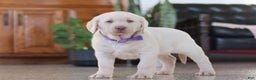 Labrador Retriever dogs for sale: Noel - Ad 7