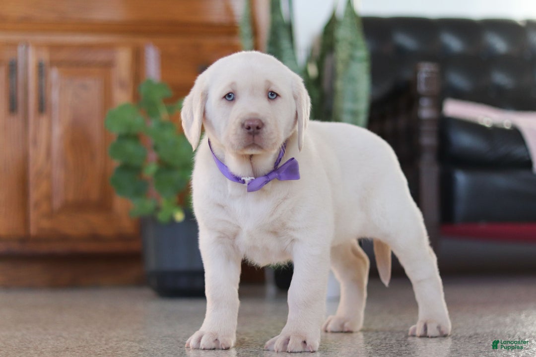Labrador Retriever dogs for sale: Noel - Ad 7
