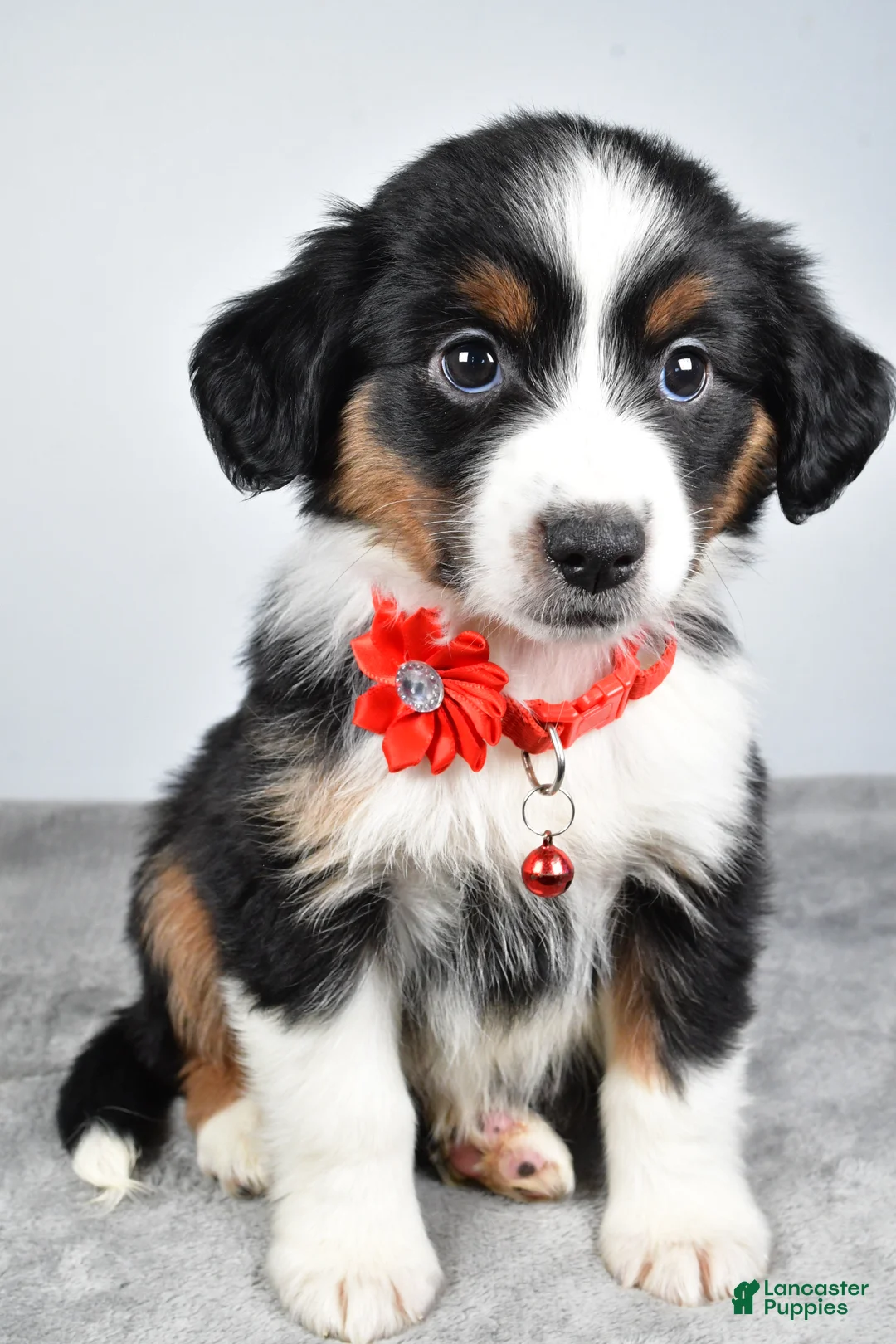 Miniature Australian Shepherd dogs for sale: Oakley - Ad 4