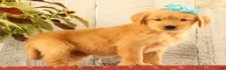 Golden Retriever dogs for sale: Nora - Ad 5