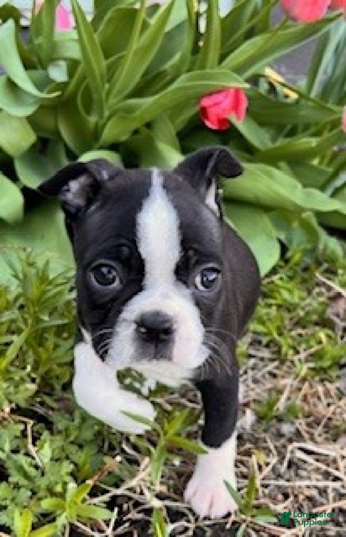 Boston Terrier dogs Bambi - Ad 2