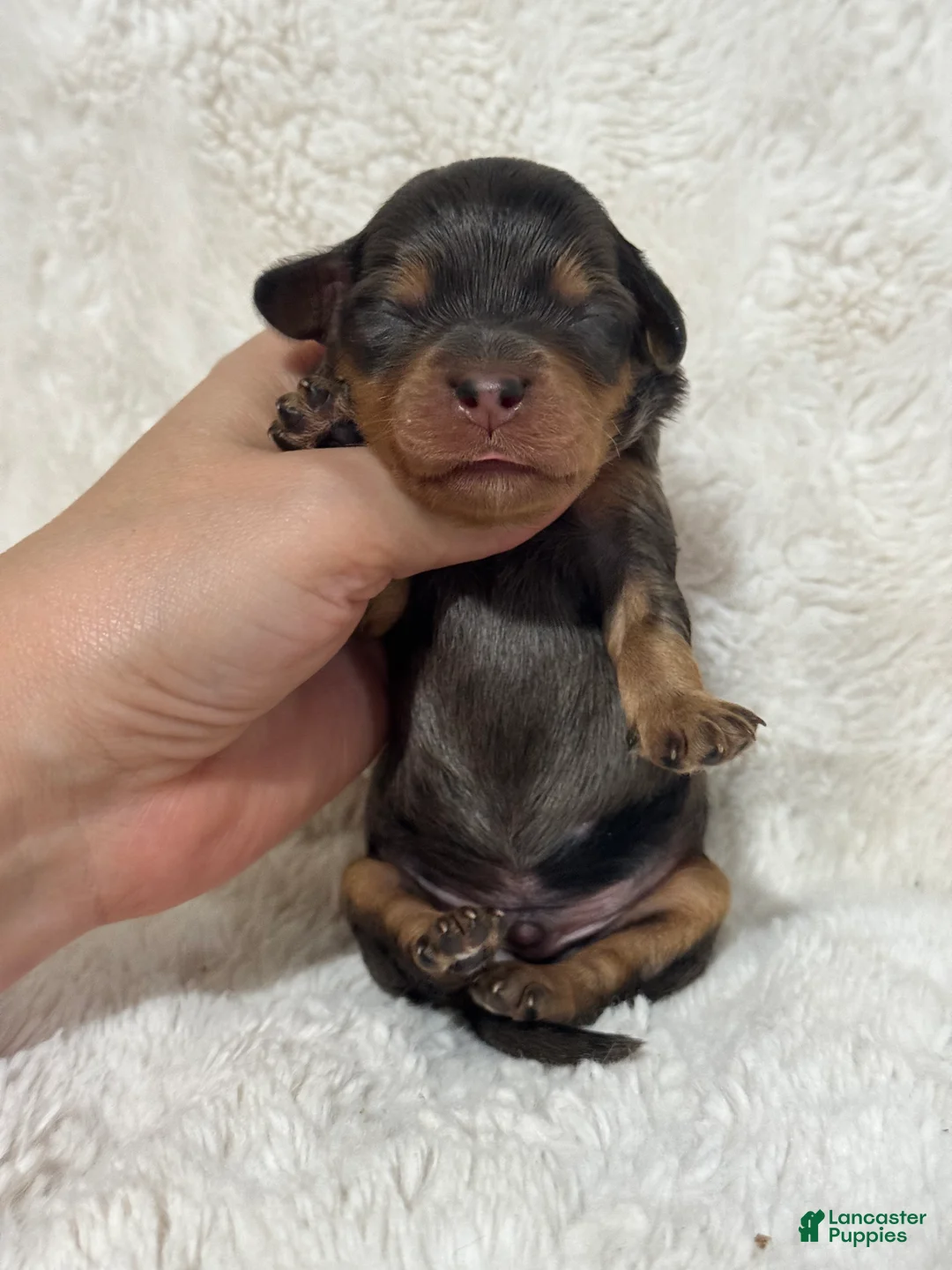 Cavapoo dogs for sale: Dusty Dream - Ad 2