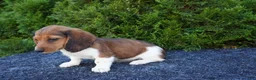 Miniature Dachshund dogs for sale: Bradly - Ad 5