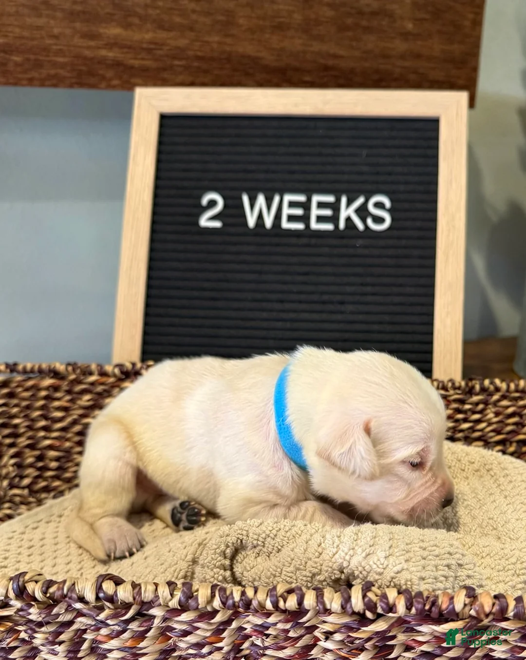 Labrador Retriever dogs for sale: Light Blue - Ad 1