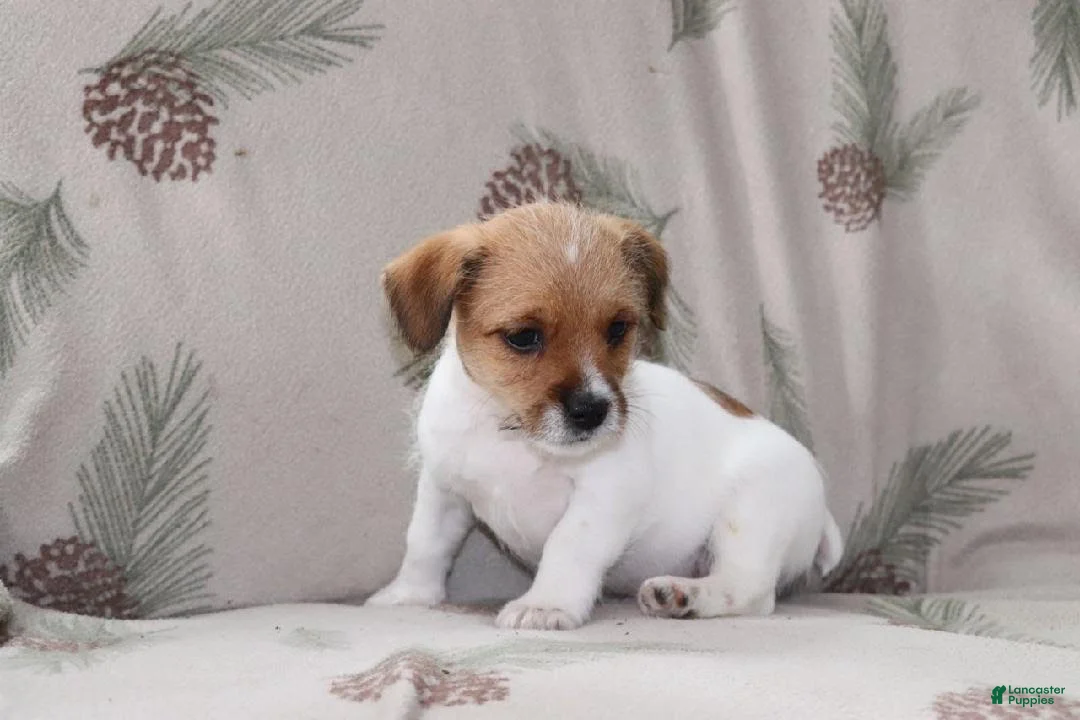 Mixed Breed dogs for sale: Spot - Ad 2