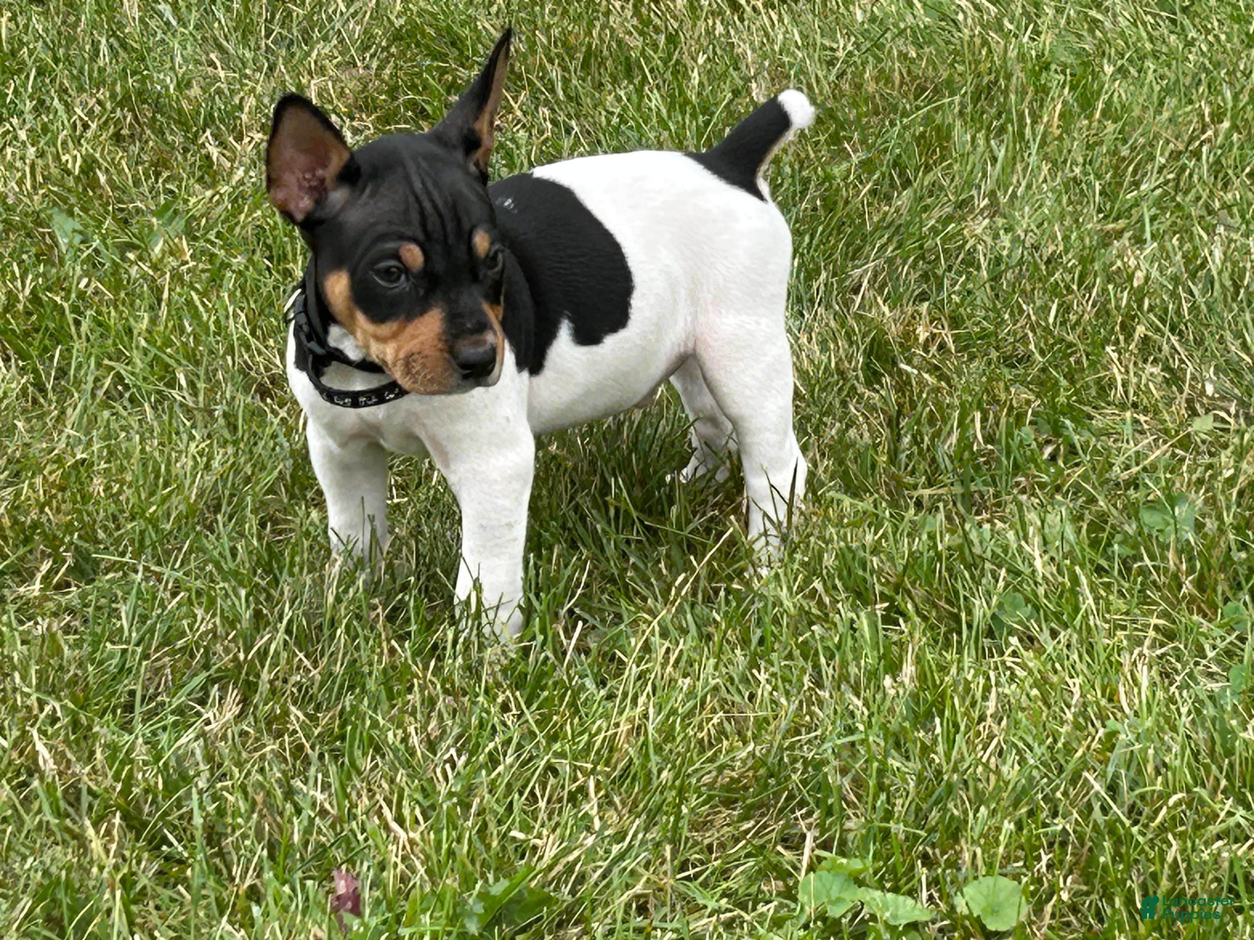 Rat Terrier dogs Old Dominion Terrier male Spirit - Ad 2