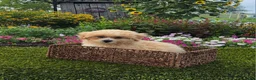 Havapoo dogs for sale: Asher - Ad 7