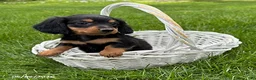 Miniature Dachshund dogs for sale: Harrison - Ad 3