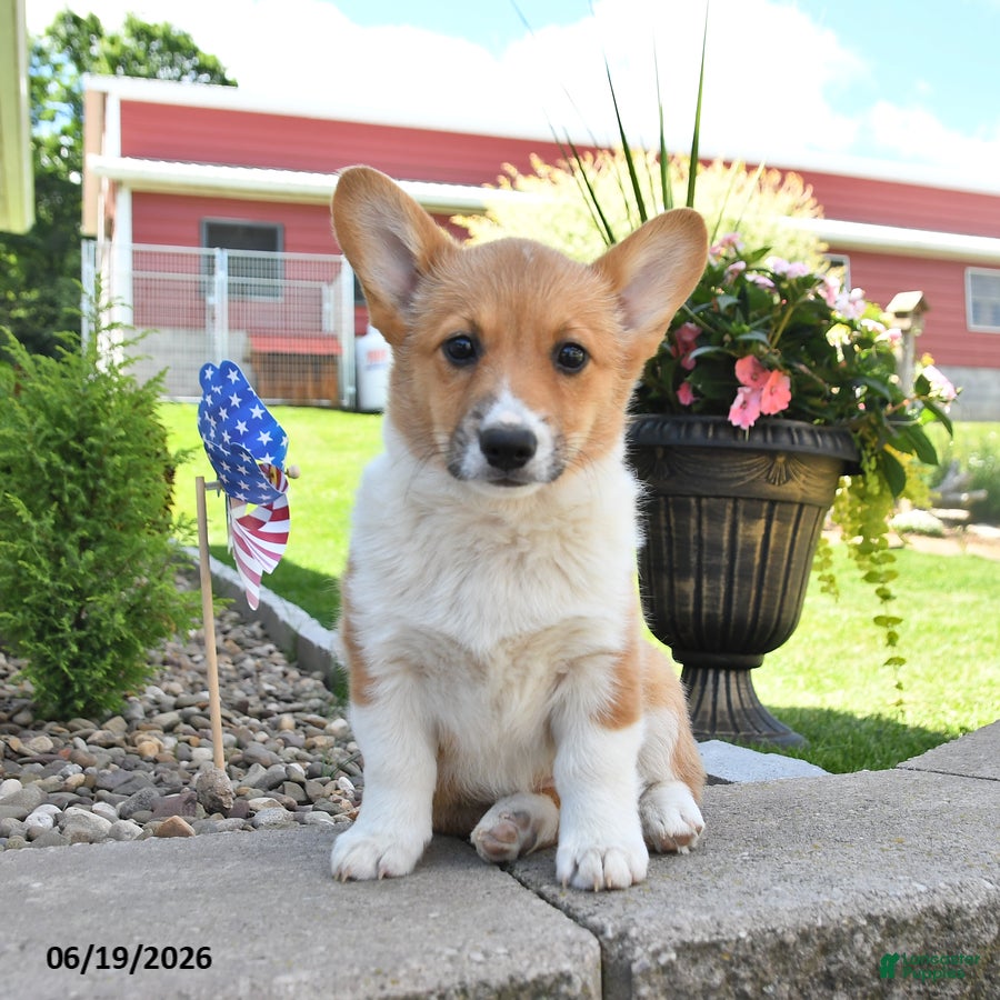 Welsh Corgi Pembroke dogs Robin - Ad 2