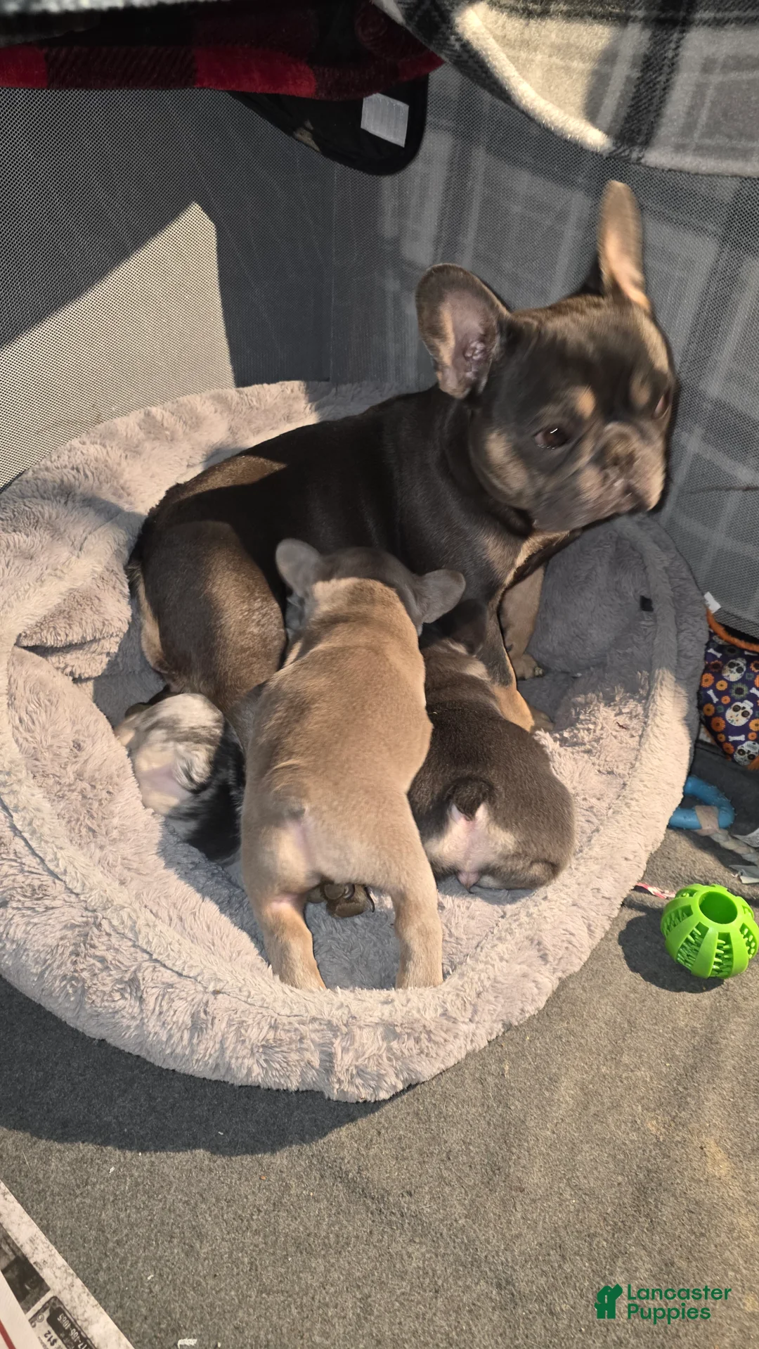 French Bulldog dogs for sale: Chanelle - Ad 2