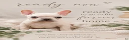 French Bulldog dogs for sale: French Bulldog 1 - Ad 2