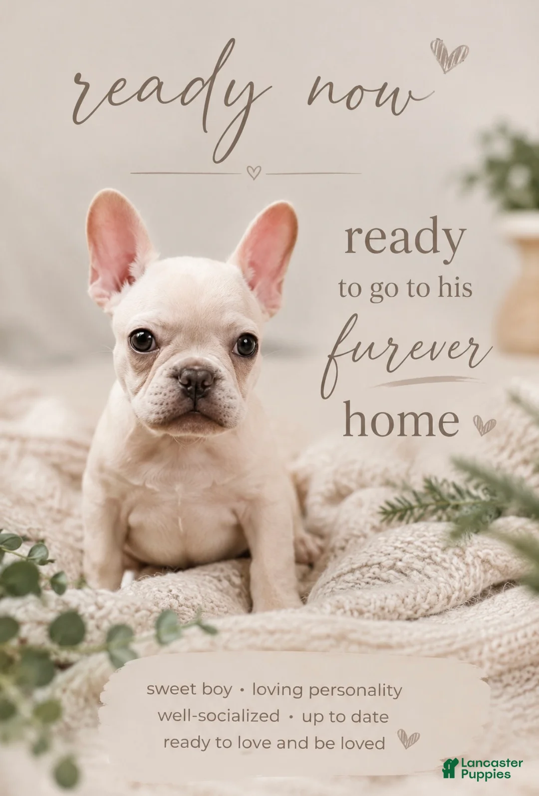 French Bulldog dogs for sale: French Bulldog 1 - Ad 2