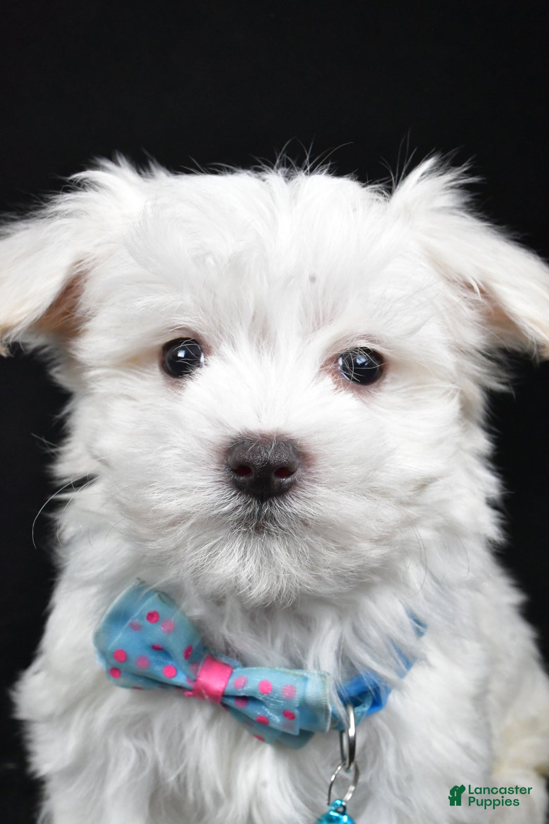 Maltese dogs for sale: Rex - Ad 7