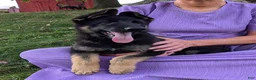 German Shepherd dogs for sale: Dani - Ad 17