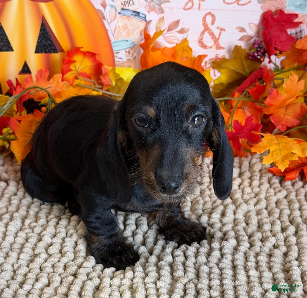 Miniature Dachshund dogs for sale: Simon - Ad 4