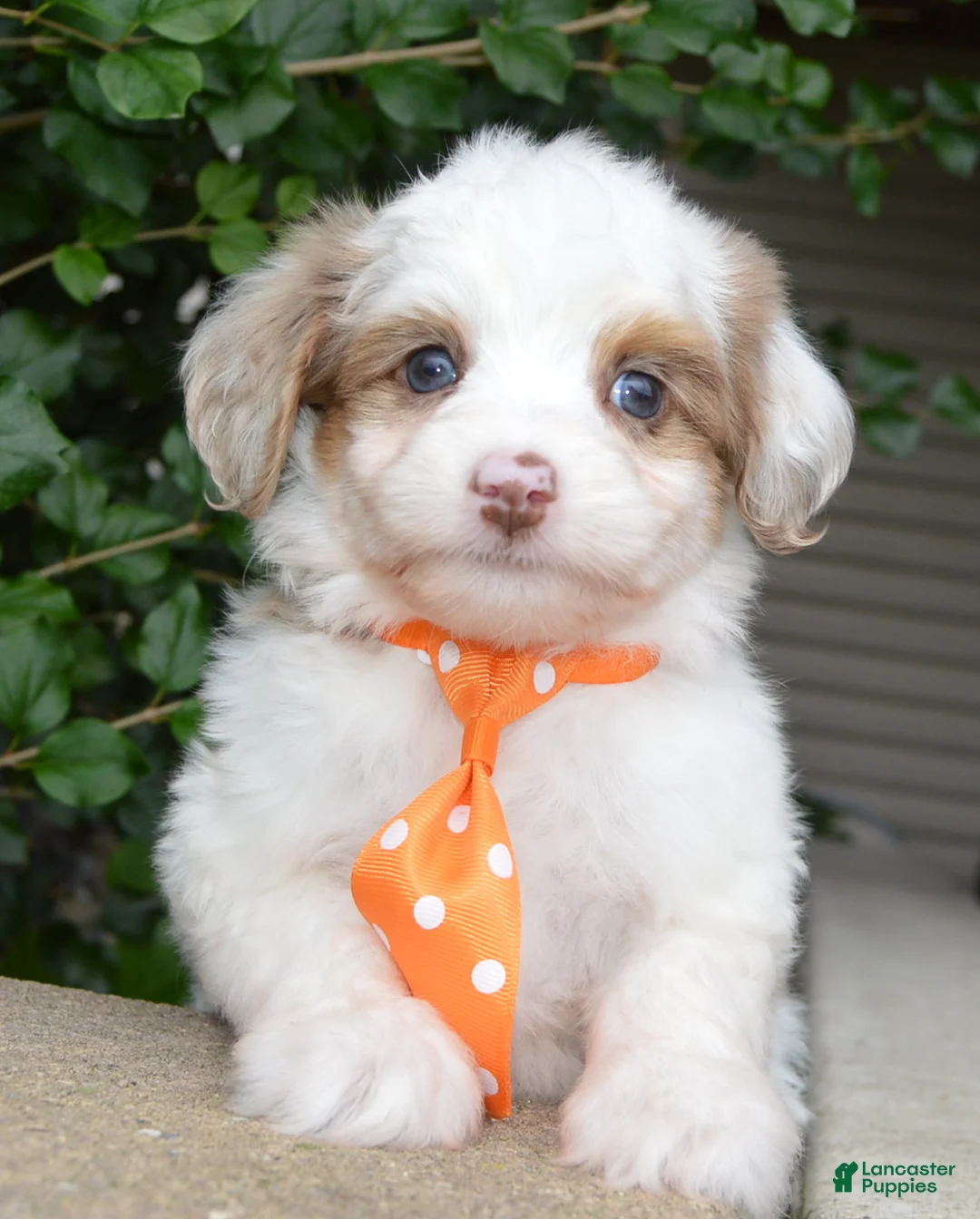 Mini Aussiedoodle dogs for sale: Mini Ace - Ad 2